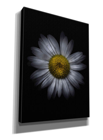 Image of 'Backyard Flowers 13 Color Version' by Brian Carson, Giclee Canvas Wall Art