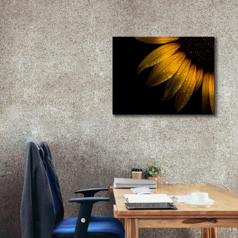 Image of 'Backyard Flowers 28 Sunflower' by Brian Carson, Giclee Canvas Wall Art,34 x 26