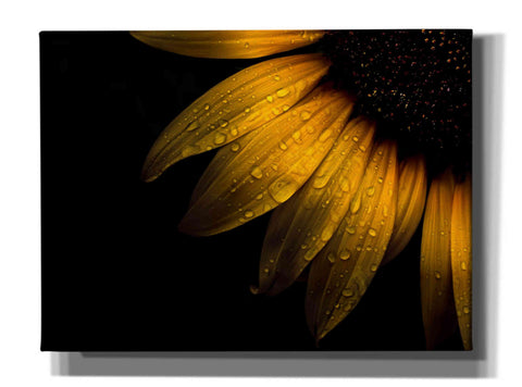 Image of 'Backyard Flowers 28 Sunflower' by Brian Carson, Giclee Canvas Wall Art