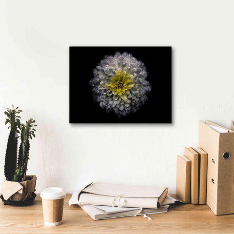 Image of 'Backyard Flowers 46 Color Version' by Brian Carson, Giclee Canvas Wall Art,16 x 12