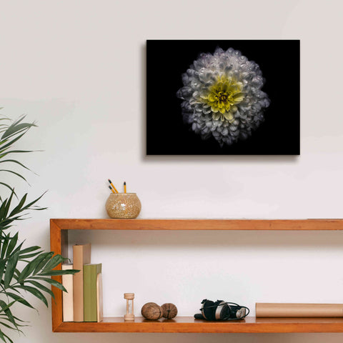 Image of 'Backyard Flowers 46 Color Version' by Brian Carson, Giclee Canvas Wall Art,16 x 12