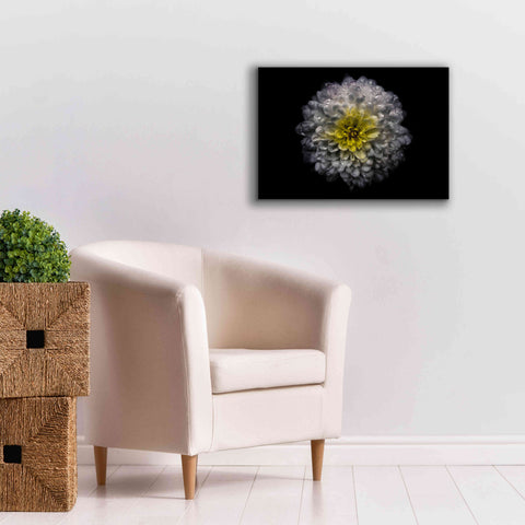 Image of 'Backyard Flowers 46 Color Version' by Brian Carson, Giclee Canvas Wall Art,26 x 18