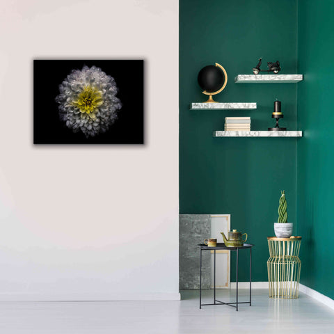 Image of 'Backyard Flowers 46 Color Version' by Brian Carson, Giclee Canvas Wall Art,34 x 26