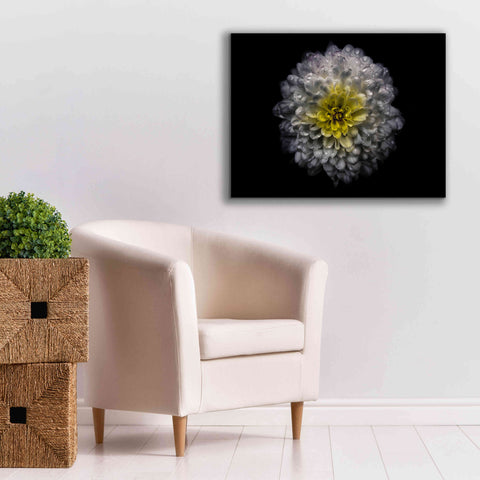 Image of 'Backyard Flowers 46 Color Version' by Brian Carson, Giclee Canvas Wall Art,34 x 26