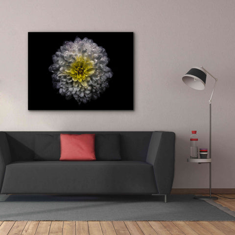 Image of 'Backyard Flowers 46 Color Version' by Brian Carson, Giclee Canvas Wall Art,54 x 40