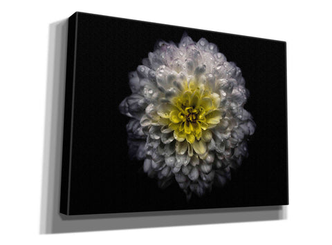 Image of 'Backyard Flowers 46 Color Version' by Brian Carson, Giclee Canvas Wall Art