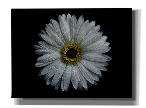 Image of 'Backyard Flowers 71 Color Version' by Brian Carson, Giclee Canvas Wall Art