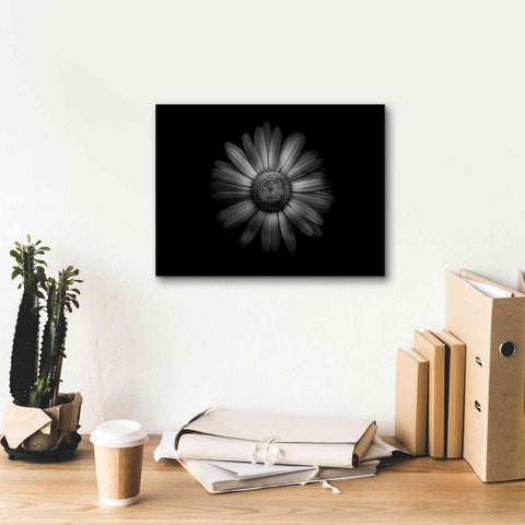 Image of 'Backyard Flowers In Black And White 31' by Brian Carson, Giclee Canvas Wall Art,16 x 12