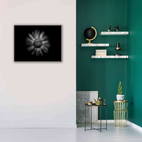 Image of 'Backyard Flowers In Black And White 31' by Brian Carson, Giclee Canvas Wall Art,34 x 26