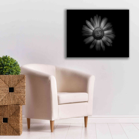 Image of 'Backyard Flowers In Black And White 31' by Brian Carson, Giclee Canvas Wall Art,34 x 26