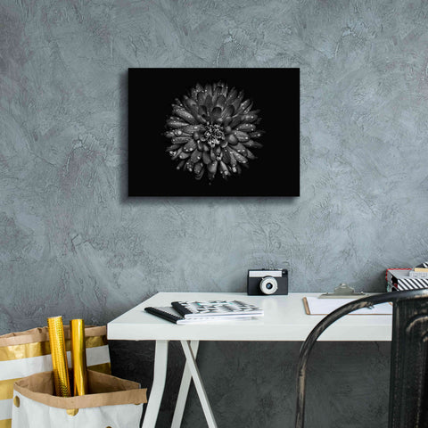 Image of 'Backyard Flowers In Black And White 45' by Brian Carson, Giclee Canvas Wall Art,16 x 12