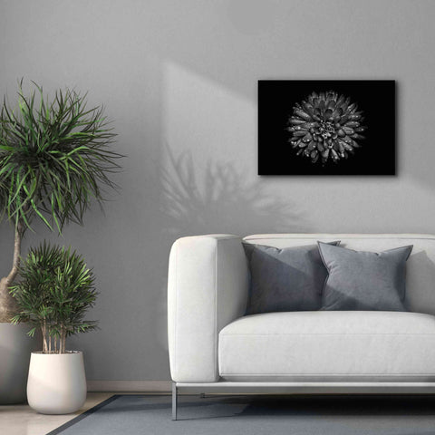 Image of 'Backyard Flowers In Black And White 45' by Brian Carson, Giclee Canvas Wall Art,26 x 18