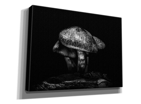 Image of 'Toadstools On A Trail No 1' by Brian Carson, Giclee Canvas Wall Art