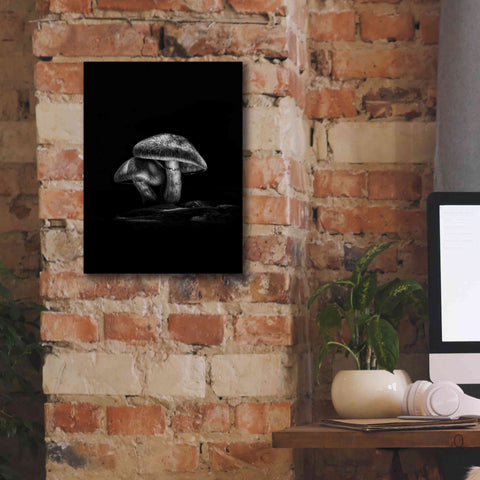 Image of 'Toadstools On A Trail No 2' by Brian Carson, Giclee Canvas Wall Art,12 x 16