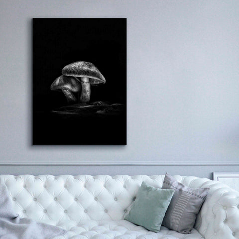 Image of 'Toadstools On A Trail No 2' by Brian Carson, Giclee Canvas Wall Art,40 x 54