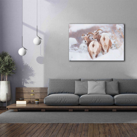 Image of 'Bighorns Two' by Thomas Haney, Giclee Canvas Wall Art,60 x 40