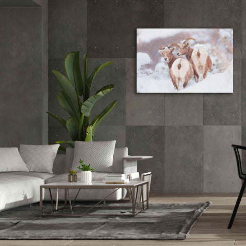 Image of 'Bighorns Two' by Thomas Haney, Giclee Canvas Wall Art,60 x 40