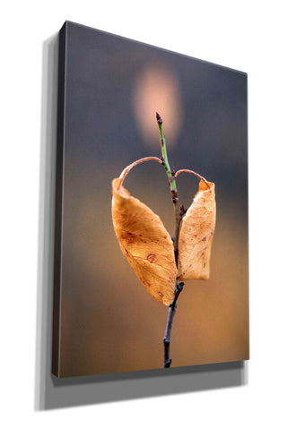 Image of 'Candle Plant' by Thomas Haney, Giclee Canvas Wall Art