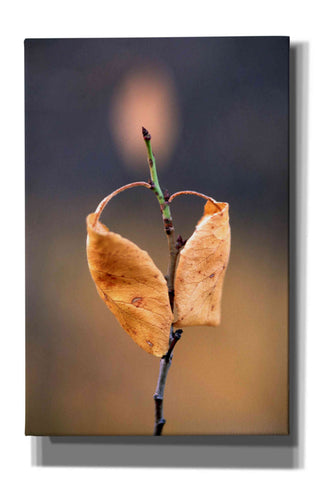 Image of 'Candle Plant' by Thomas Haney, Giclee Canvas Wall Art