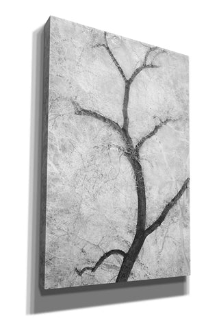 Image of 'Cottonwood Form B&W' by Thomas Haney, Giclee Canvas Wall Art