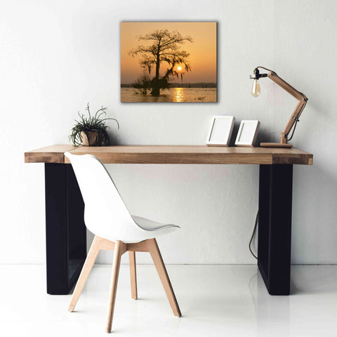Image of 'Cypress Proc' by Thomas Haney, Giclee Canvas Wall Art,24 x 20