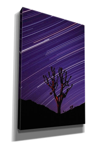 Image of 'Joshua Tree Brilliant Stars 2' by Thomas Haney, Giclee Canvas Wall Art