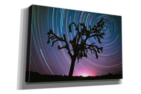 Image of 'Joshua Tree North Star Proc' by Thomas Haney, Giclee Canvas Wall Art
