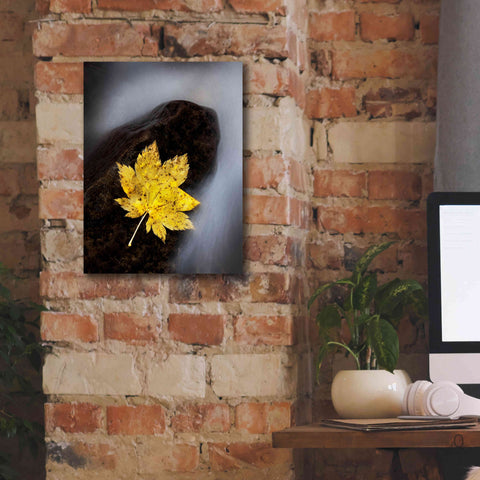 Image of 'Maple Leaf Stranded' by Thomas Haney, Giclee Canvas Wall Art,12 x 16