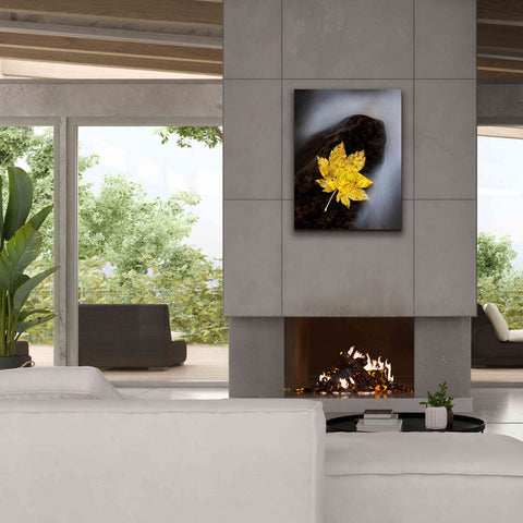 Image of 'Maple Leaf Stranded' by Thomas Haney, Giclee Canvas Wall Art,26 x 34