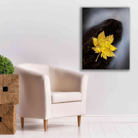 Image of 'Maple Leaf Stranded' by Thomas Haney, Giclee Canvas Wall Art,26 x 34