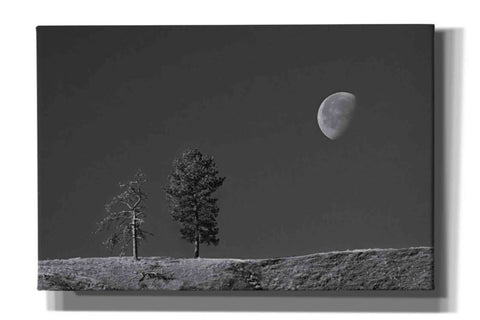Image of 'Moon Trees Hill' by Thomas Haney, Giclee Canvas Wall Art