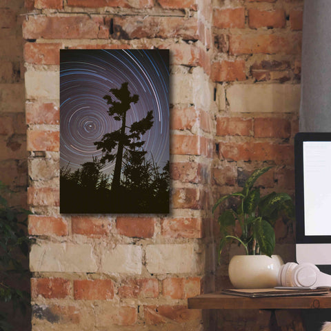 Image of 'Polaris Pine' by Thomas Haney, Giclee Canvas Wall Art,12 x 18