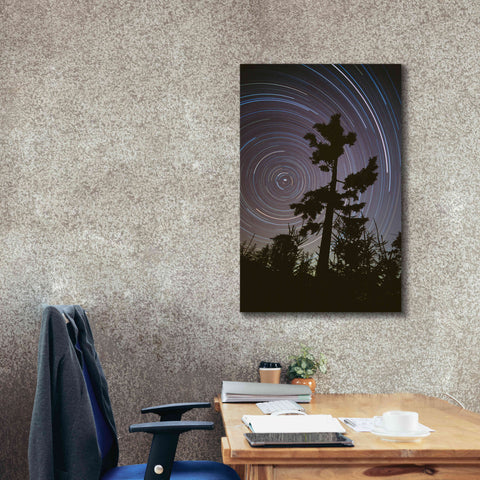Image of 'Polaris Pine' by Thomas Haney, Giclee Canvas Wall Art,26 x 40