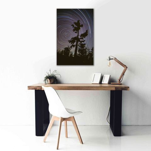Image of 'Polaris Pine' by Thomas Haney, Giclee Canvas Wall Art,26 x 40