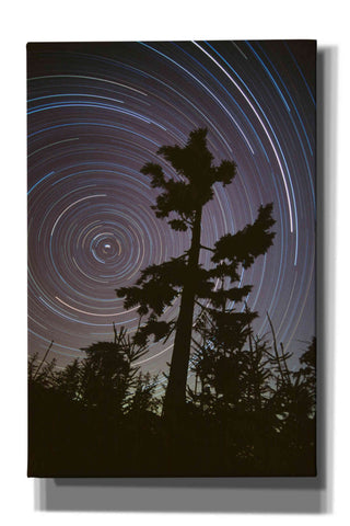 Image of 'Polaris Pine' by Thomas Haney, Giclee Canvas Wall Art