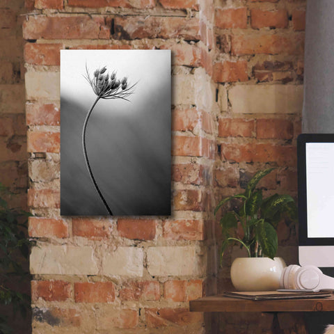 Image of 'Queen Anne's B&W' by Thomas Haney, Giclee Canvas Wall Art,12 x 18