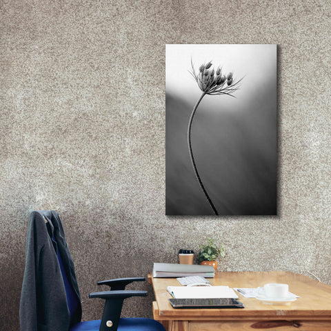 Image of 'Queen Anne's B&W' by Thomas Haney, Giclee Canvas Wall Art,26 x 40