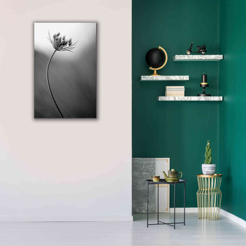 Image of 'Queen Anne's B&W' by Thomas Haney, Giclee Canvas Wall Art,26 x 40