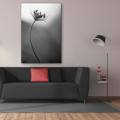 Image of 'Queen Anne's B&W' by Thomas Haney, Giclee Canvas Wall Art,40 x 60