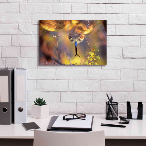 Image of 'Rattle' by Thomas Haney, Giclee Canvas Wall Art,18 x 12