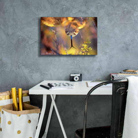 Image of 'Rattle' by Thomas Haney, Giclee Canvas Wall Art,18 x 12