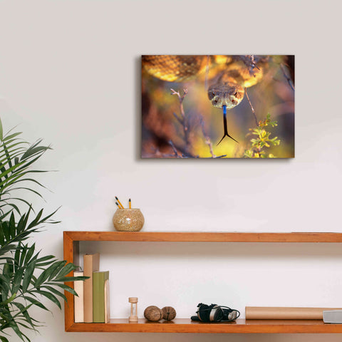 Image of 'Rattle' by Thomas Haney, Giclee Canvas Wall Art,18 x 12