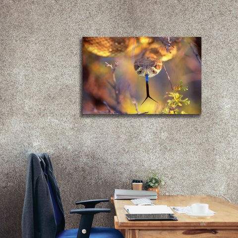 Image of 'Rattle' by Thomas Haney, Giclee Canvas Wall Art,40 x 26