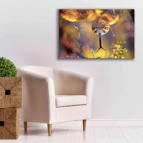 Image of 'Rattle' by Thomas Haney, Giclee Canvas Wall Art,40 x 26