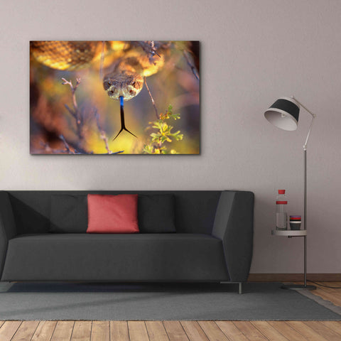 Image of 'Rattle' by Thomas Haney, Giclee Canvas Wall Art,60 x 40