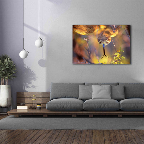 Image of 'Rattle' by Thomas Haney, Giclee Canvas Wall Art,60 x 40