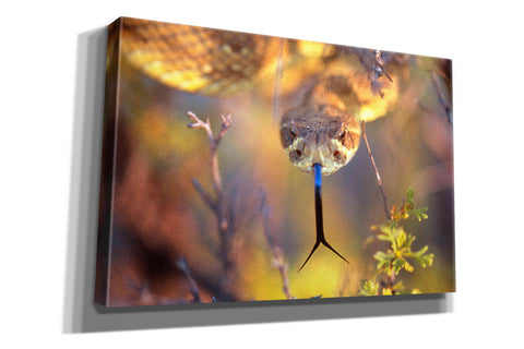 Image of 'Rattle' by Thomas Haney, Giclee Canvas Wall Art