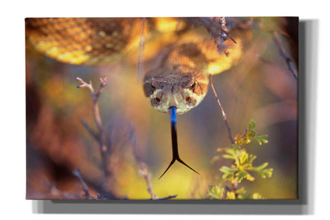 Image of 'Rattle' by Thomas Haney, Giclee Canvas Wall Art