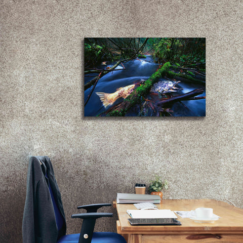 Image of 'Salmon Trapped' by Thomas Haney, Giclee Canvas Wall Art,40 x 26