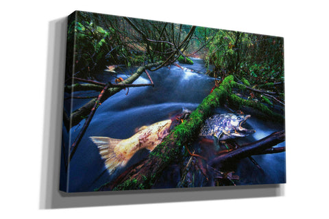 Image of 'Salmon Trapped' by Thomas Haney, Giclee Canvas Wall Art